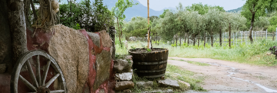 ORGOSA: la lunga strada che porta al Cannonau